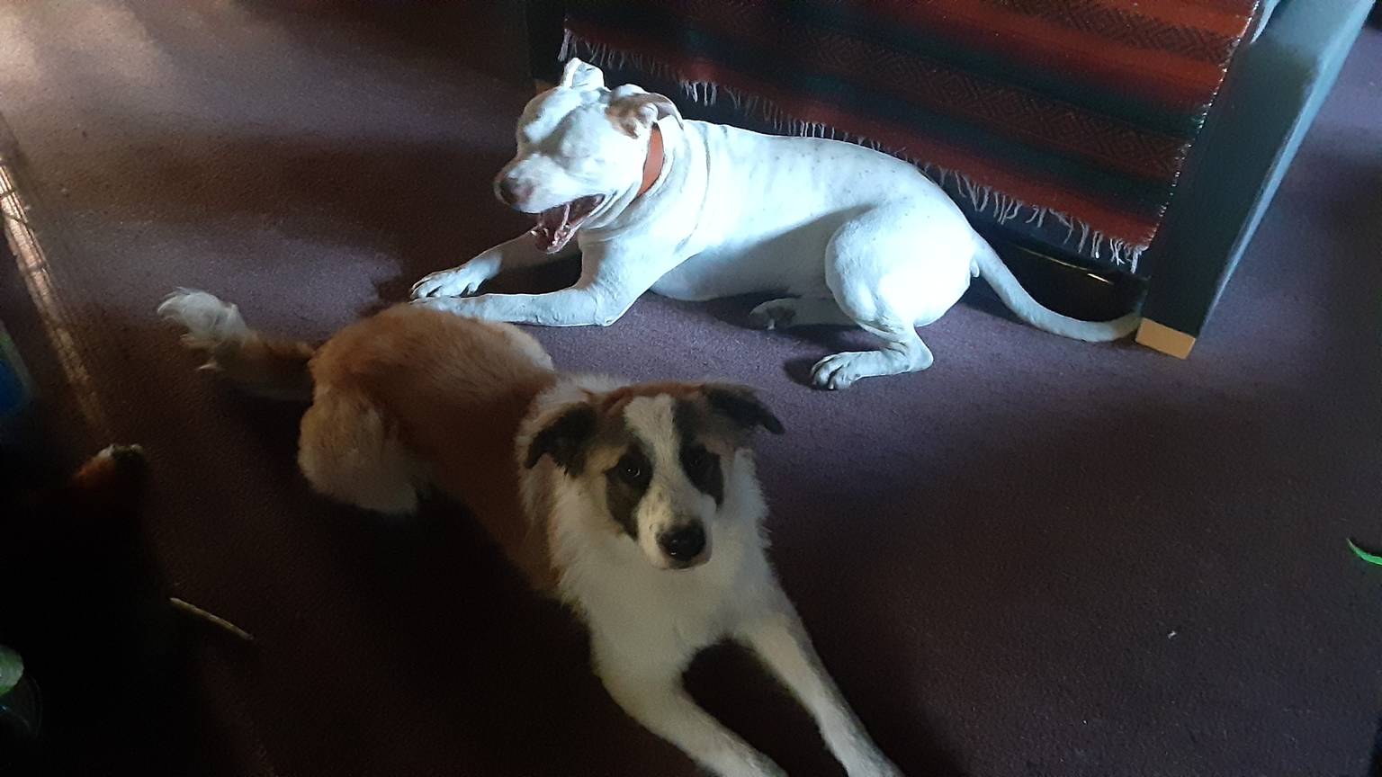 Anxious dog receiving specialized care